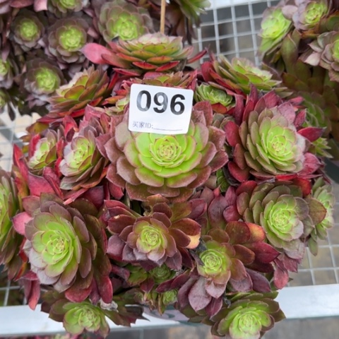 096红魔多肉25厘米左右