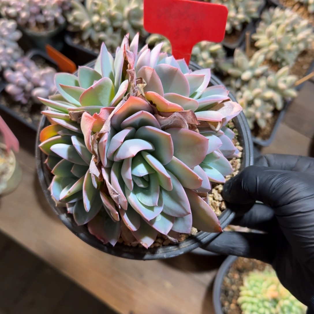 布鲁蓝群生11111111111111111