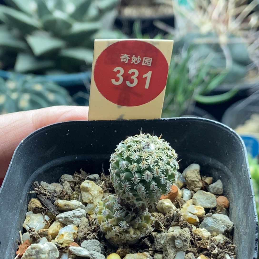 实生双头海胆娇丽一颗