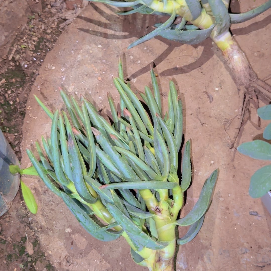 块根植物块根植物