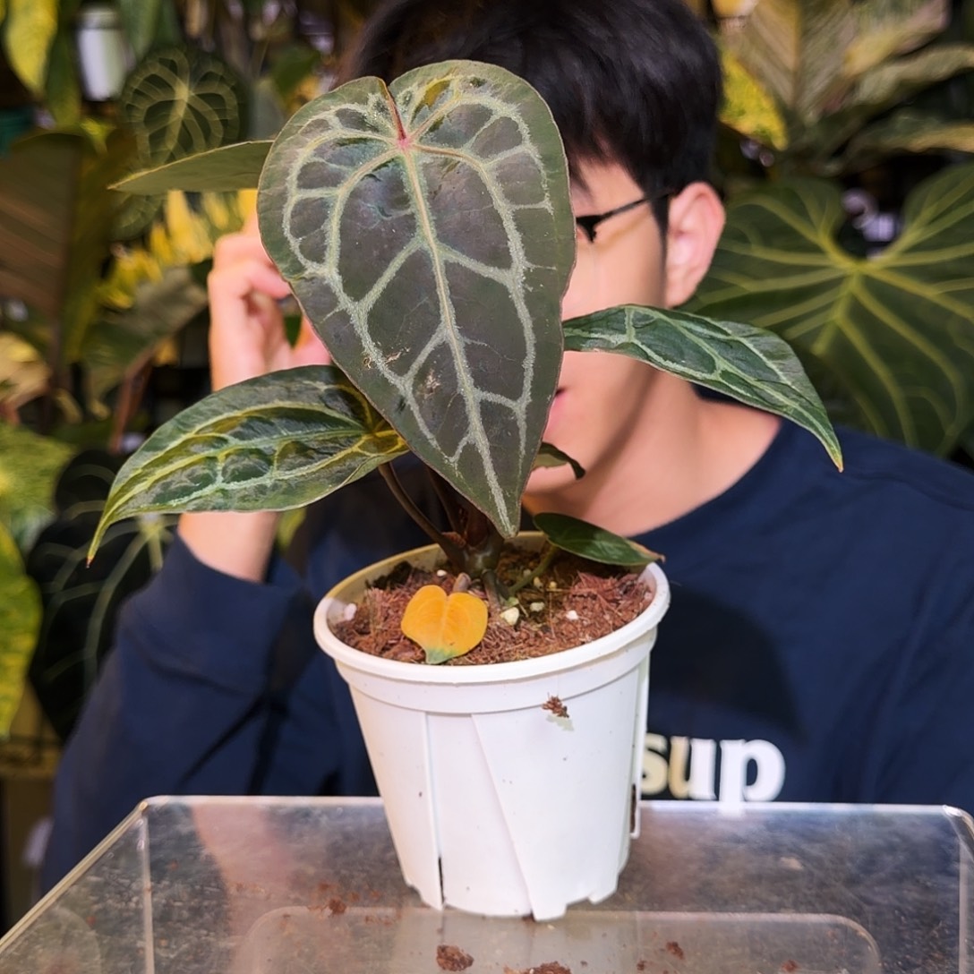 完全开放U75印尼寡妇