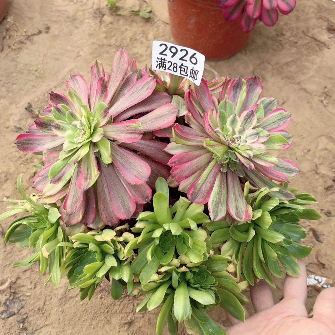 2926花脸粉带多肉11111