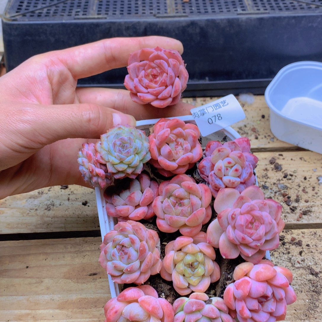 多肉植物一物一拍078