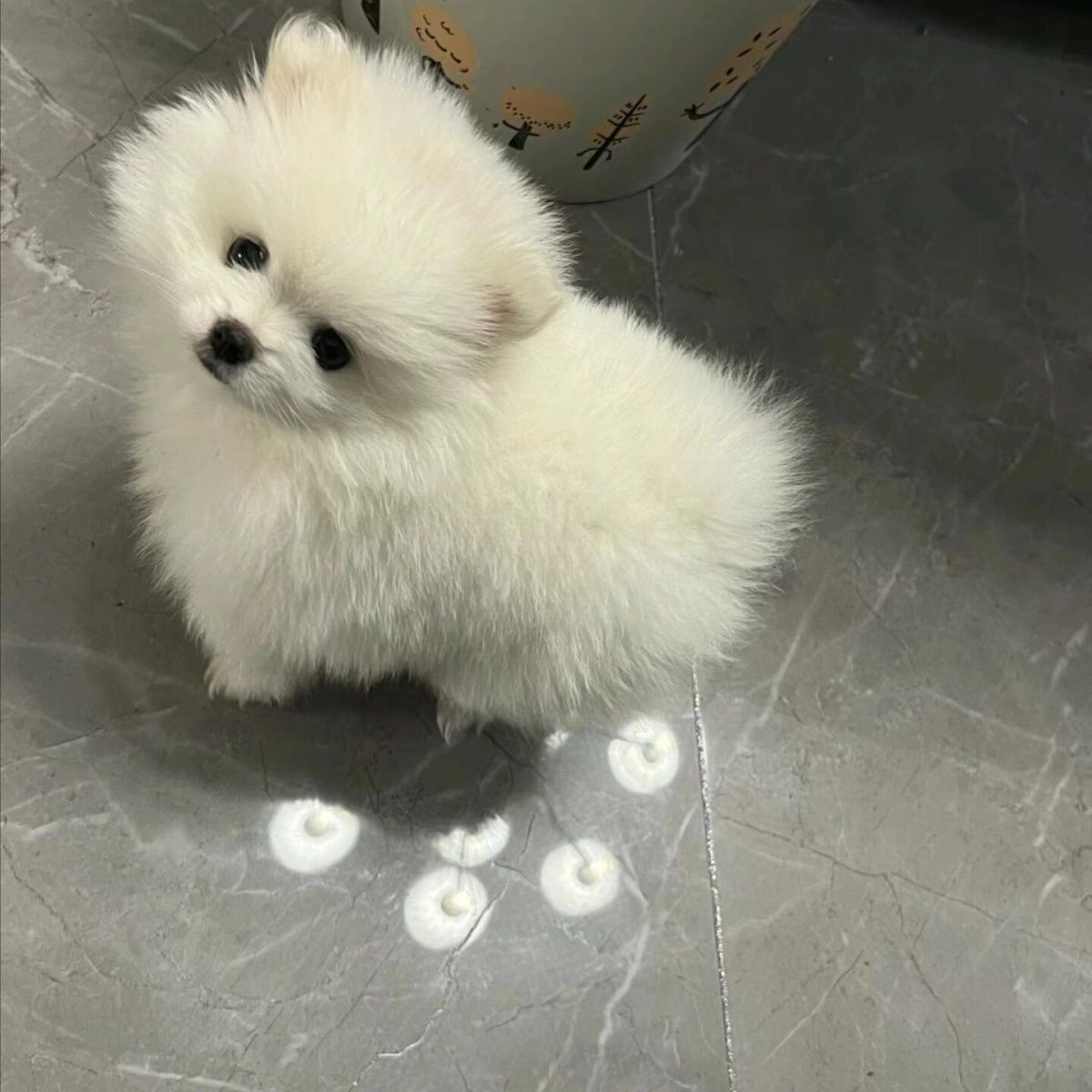 博美犬韩系小型犬小体幼犬小狗混血狗狗真狗活物正宗养宠物狗