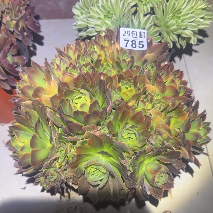青萌……多肉植物的