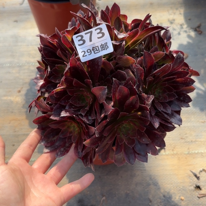 金丝缕……多肉植物……