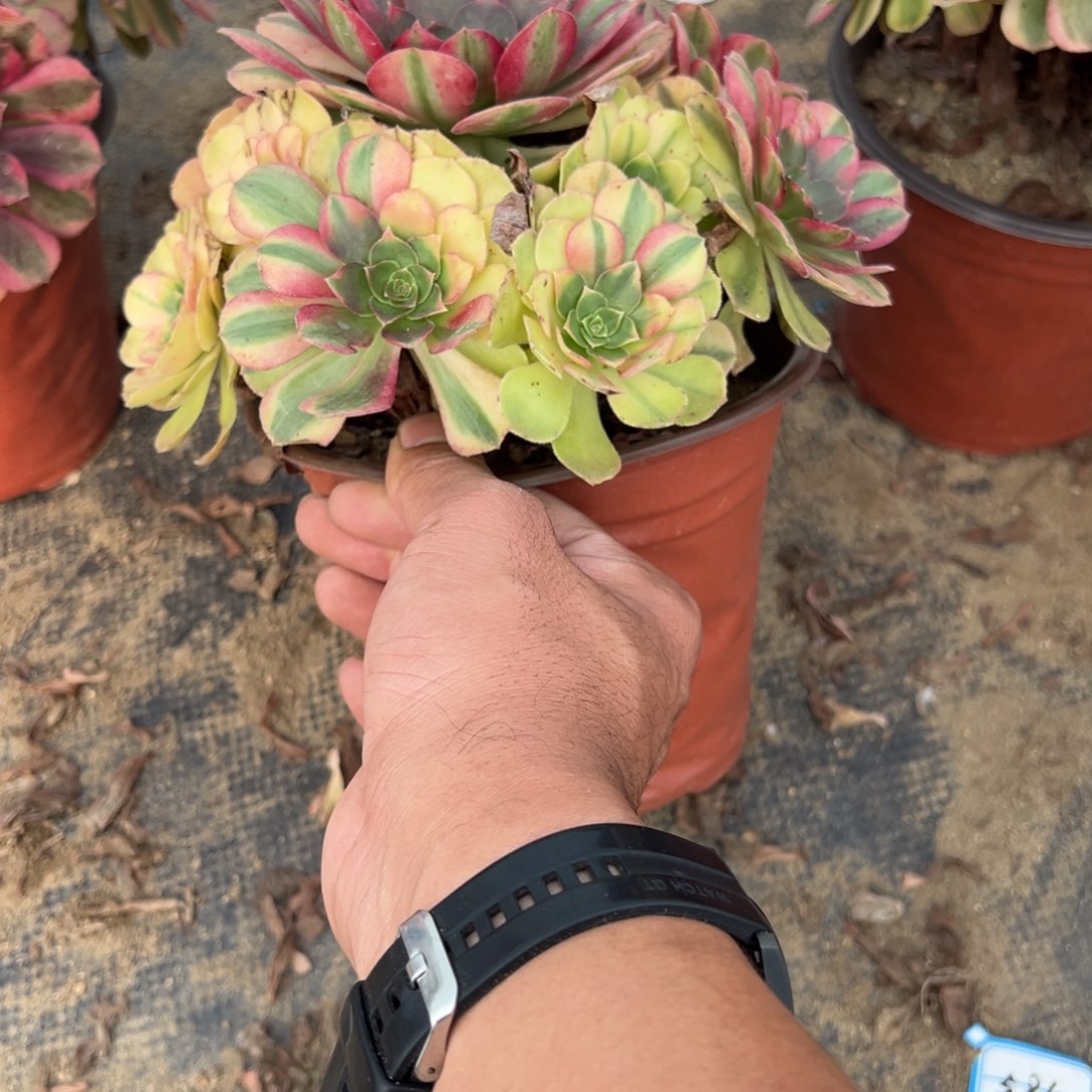 625雨荷多肉植物法师多肉