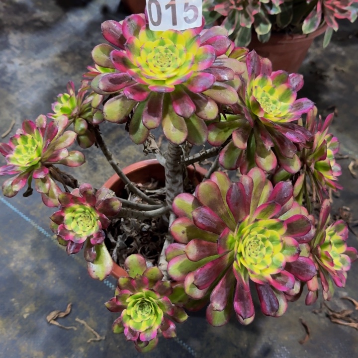 多肉维纳斯015000000000