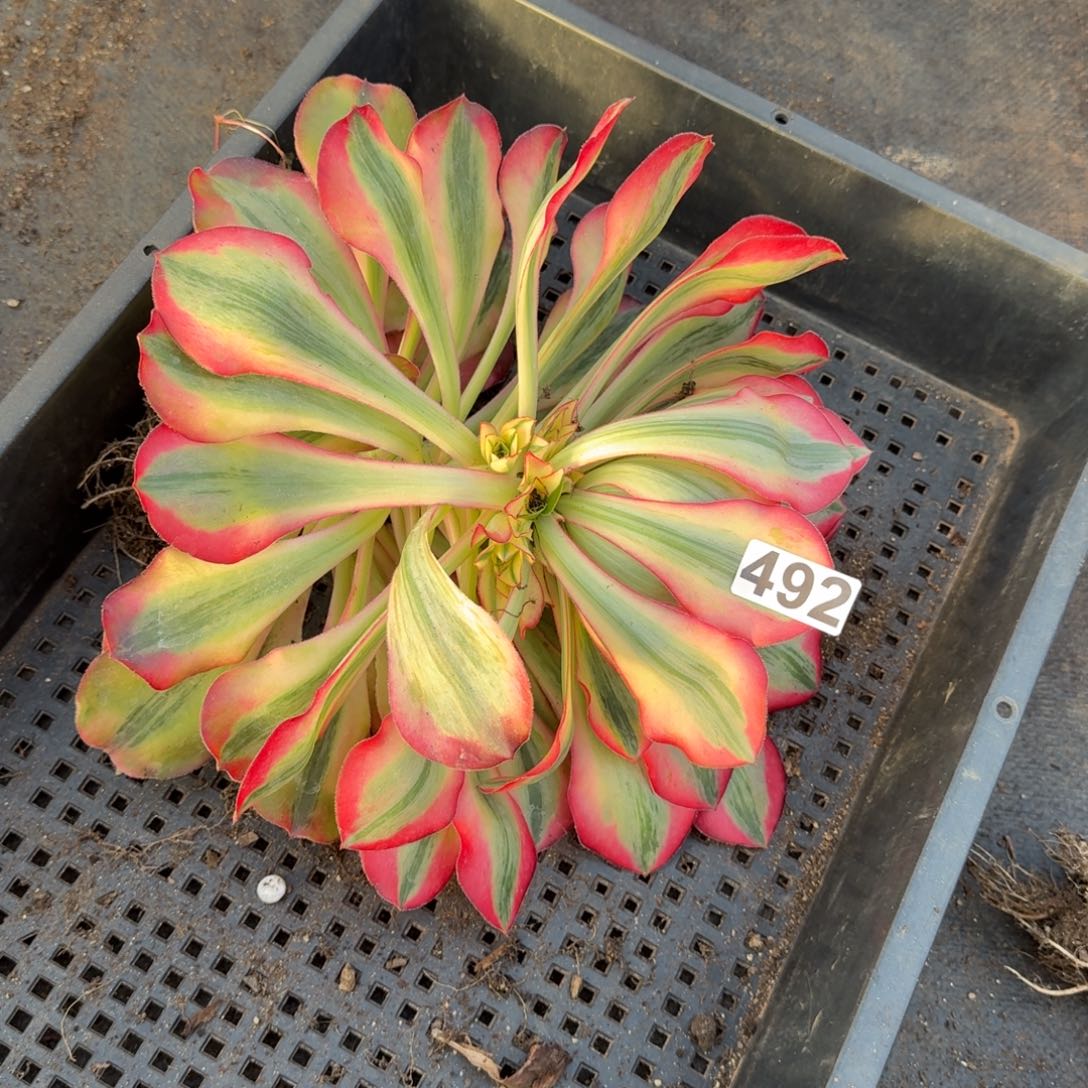 492多肉植物爱丽丝