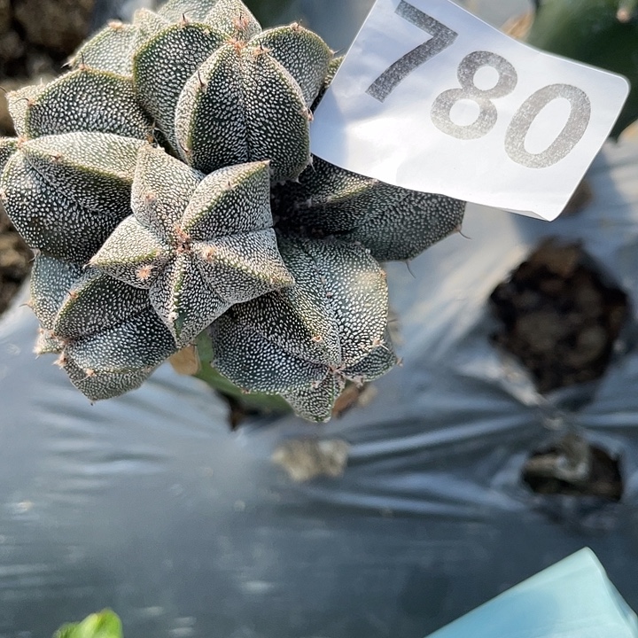 ****3780号龙神木苗接鸾凤玉群