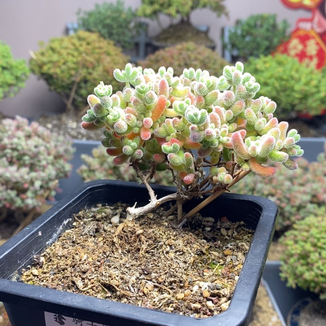 695优选冰晶造型桩