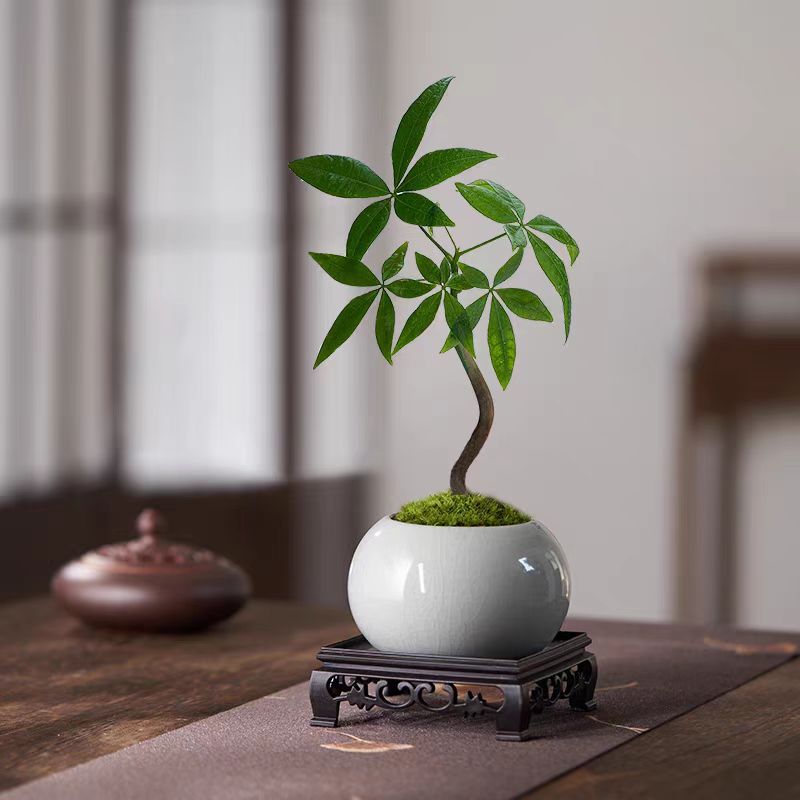奇趣发财树小盆栽花卉原生造型客厅桌面绿植室内办公室植物中式花
