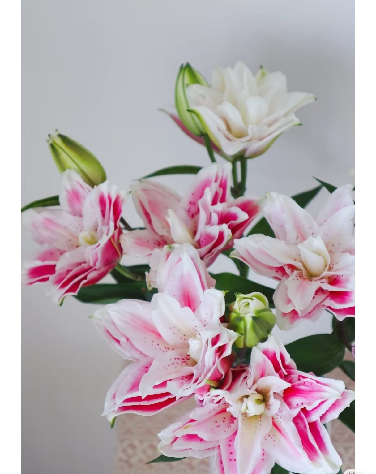 火星之恋重瓣香水百合【收到花有任何问题请第一时间联系客服】