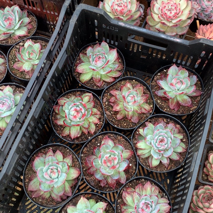 外翻拉丝惊鸿多肉植物