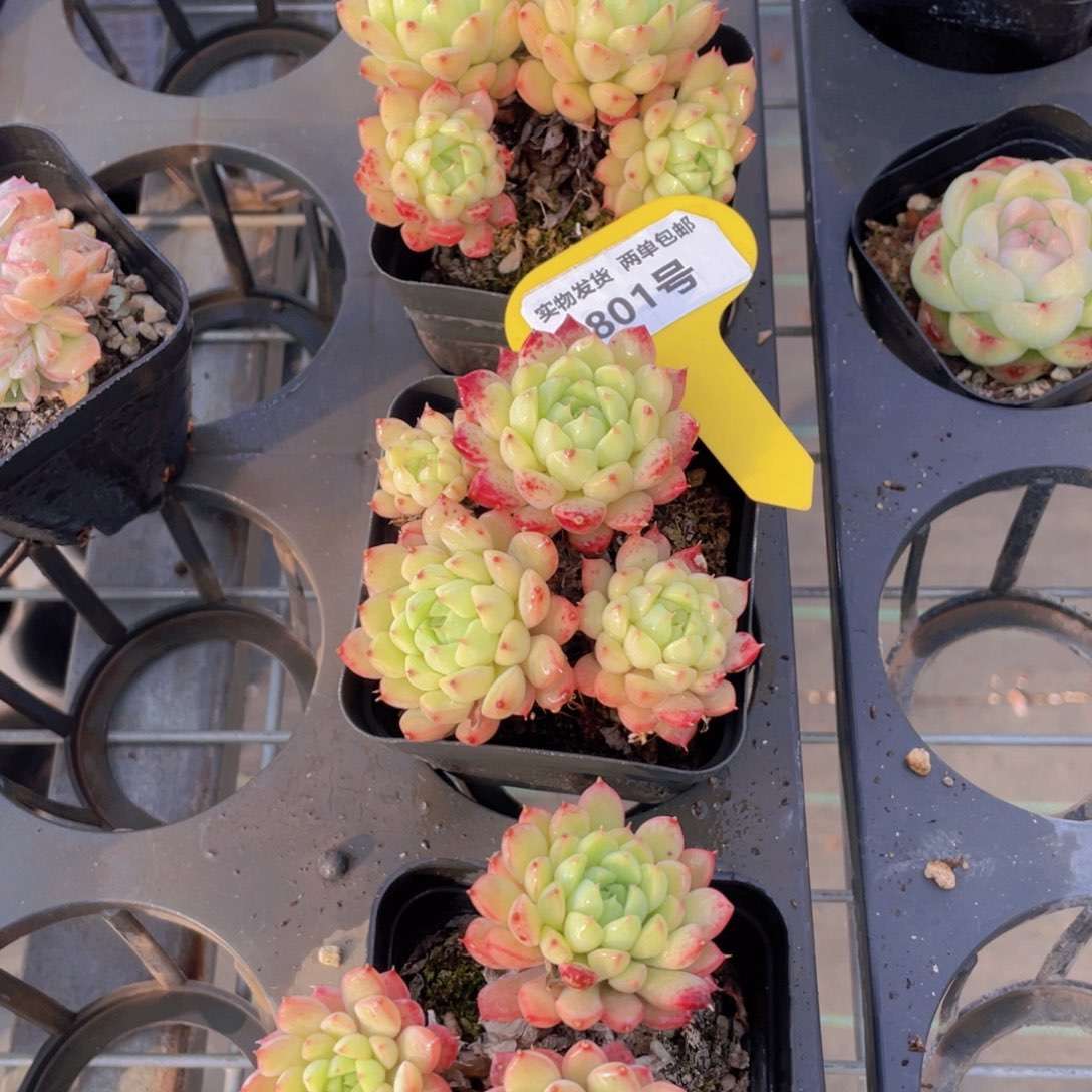 801号韩货老桩玛卡迪尼亚多头群一个