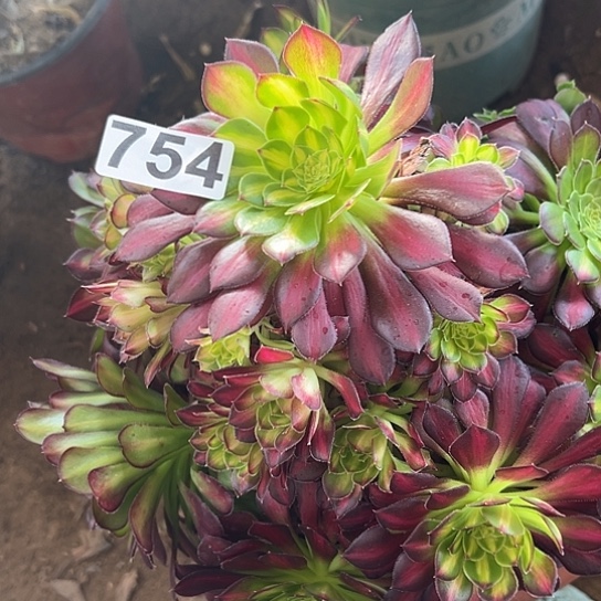 惠****灵多肉植物一个