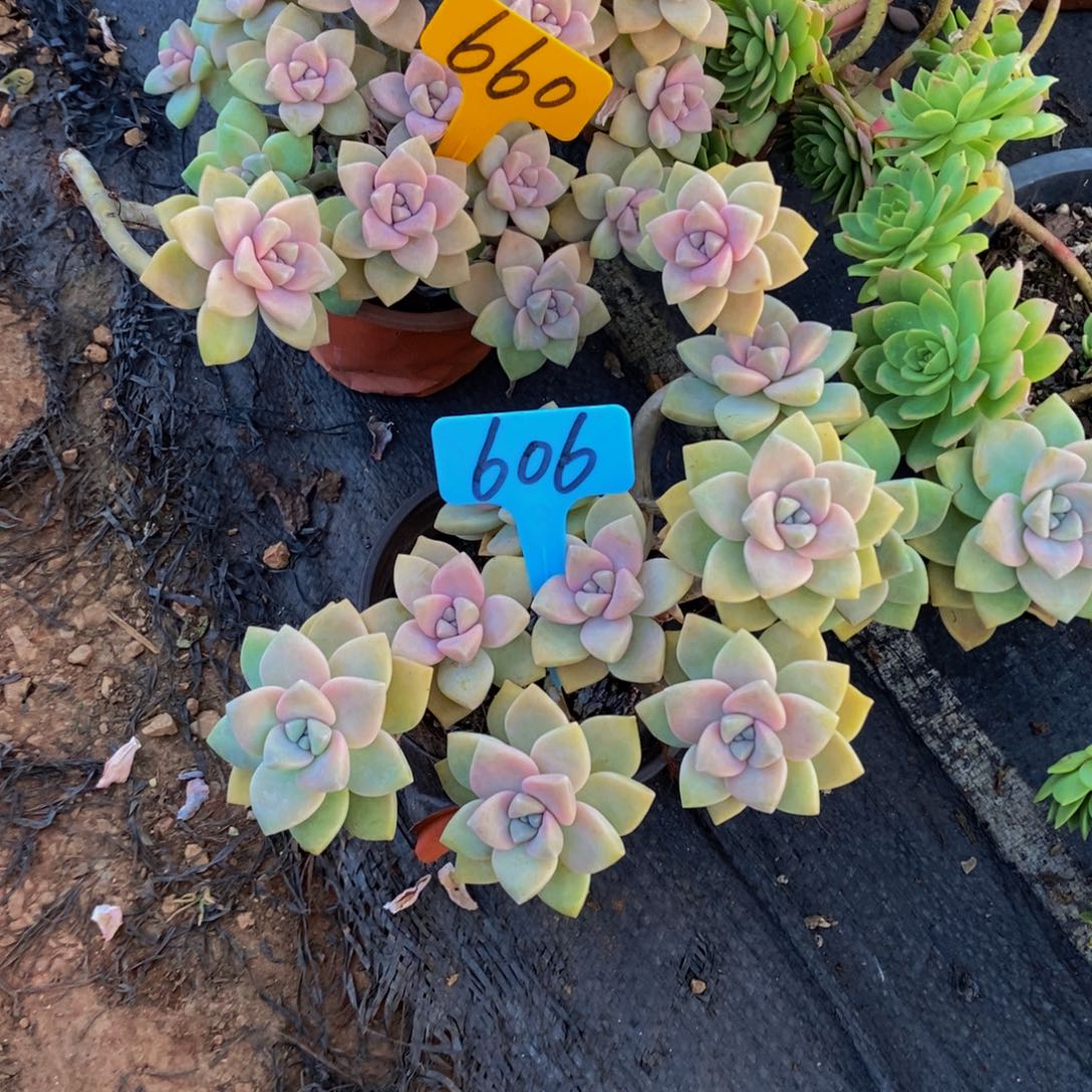 蓝***姬杏美人660/606。         