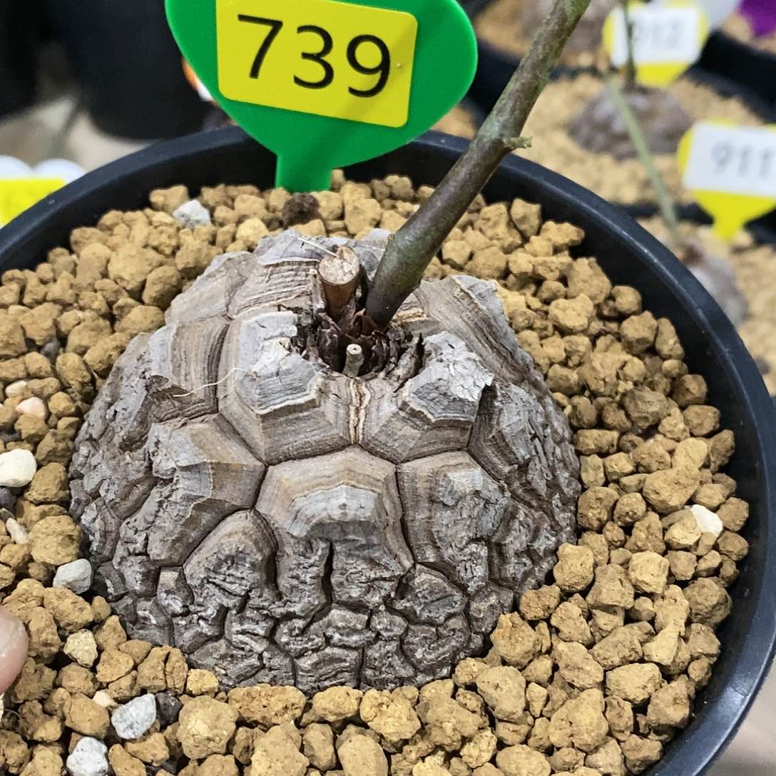 万****咚南非龟甲龙龟甲龙