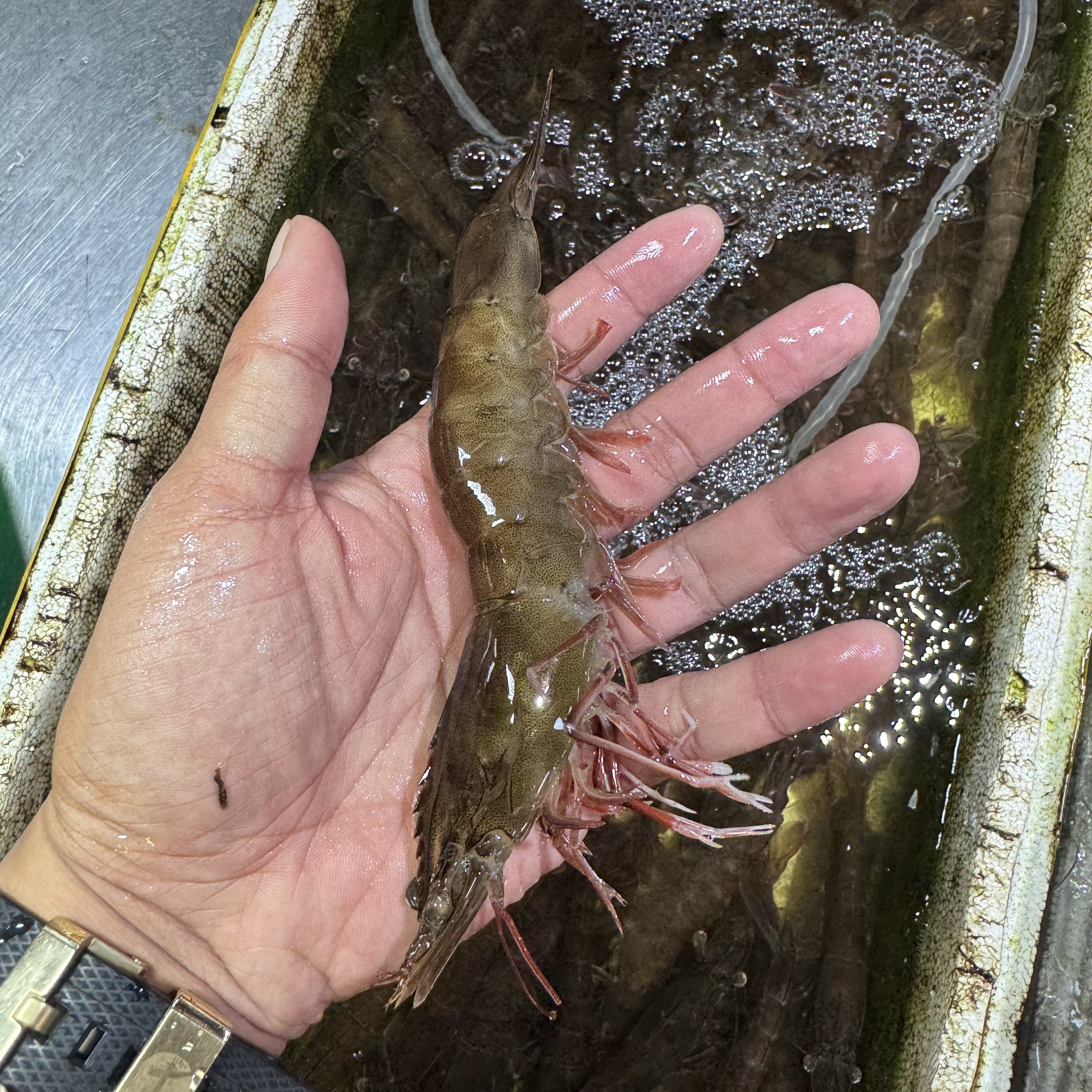 莱州湾海水活虾 鲜活发货 顺丰直达 保鲜不保活
