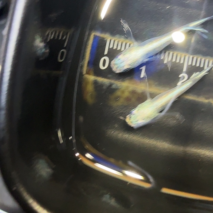 青鳉鱼88号拍品长鳍银炎