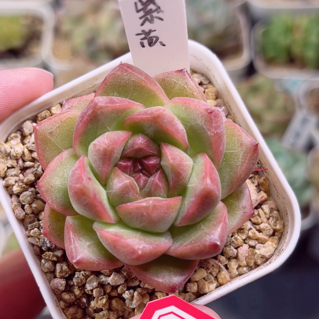 B855 一物一拍 珍妮放漏18包邮