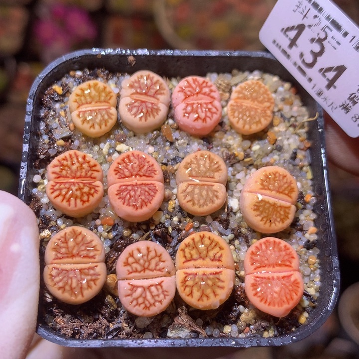 精品生石花25.434