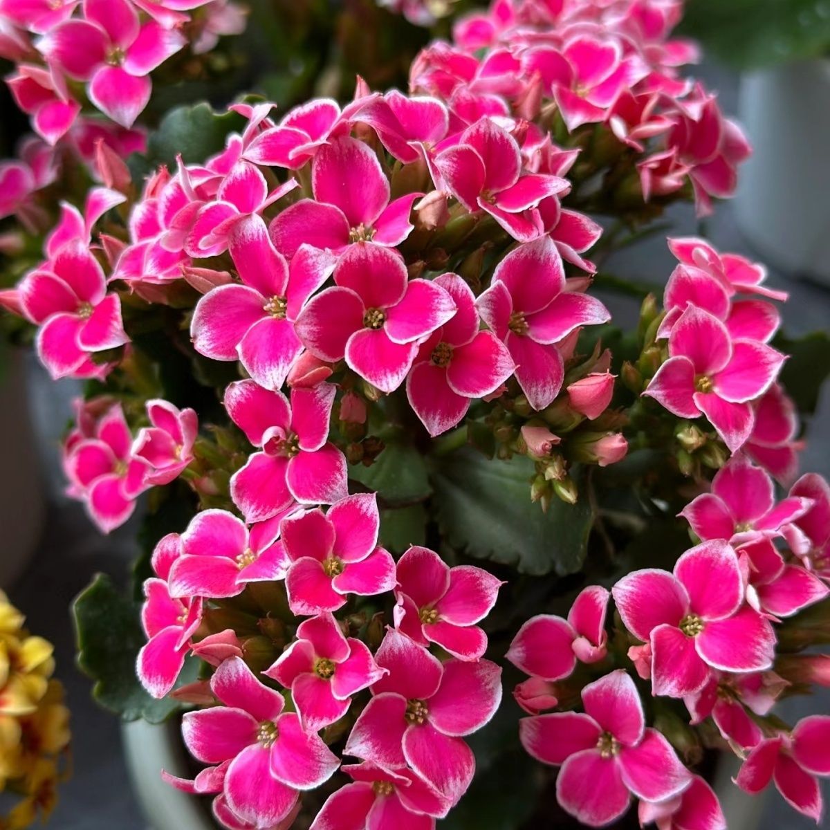 粉岩丁独杆  泽家长寿 网红大花单瓣系列