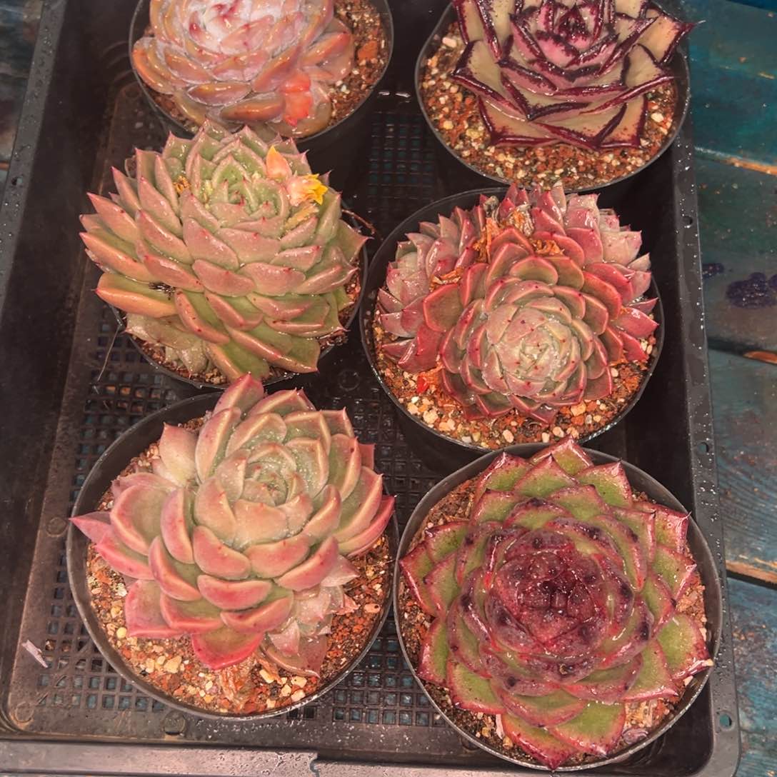 从前慢多肉精选编号0120.240