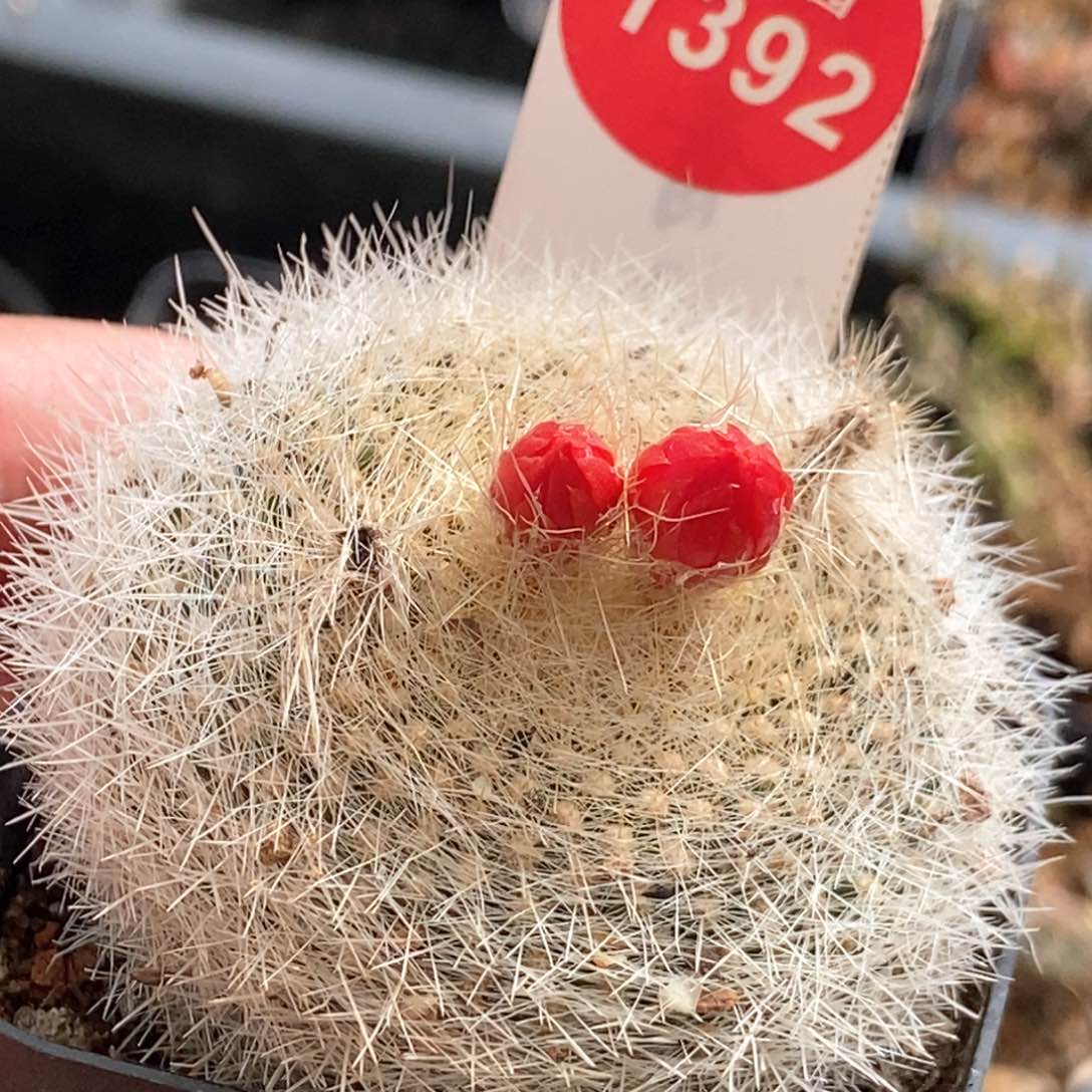 实生白雪晃一颗仙人球