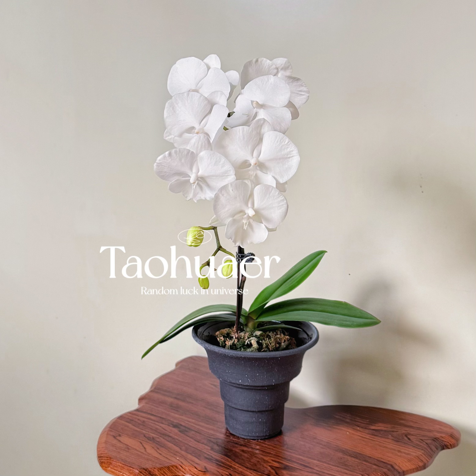 【少量合集】蝴蝶兰专业培育基地盆栽带花苞绿植室内好养