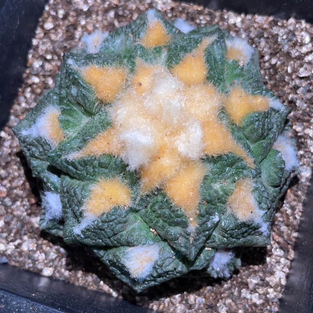 无花朵自根金毛龟甲连山牡丹2号