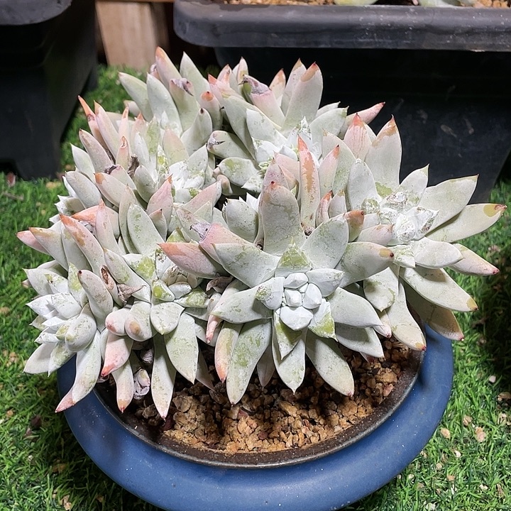 下播福利来一波吧