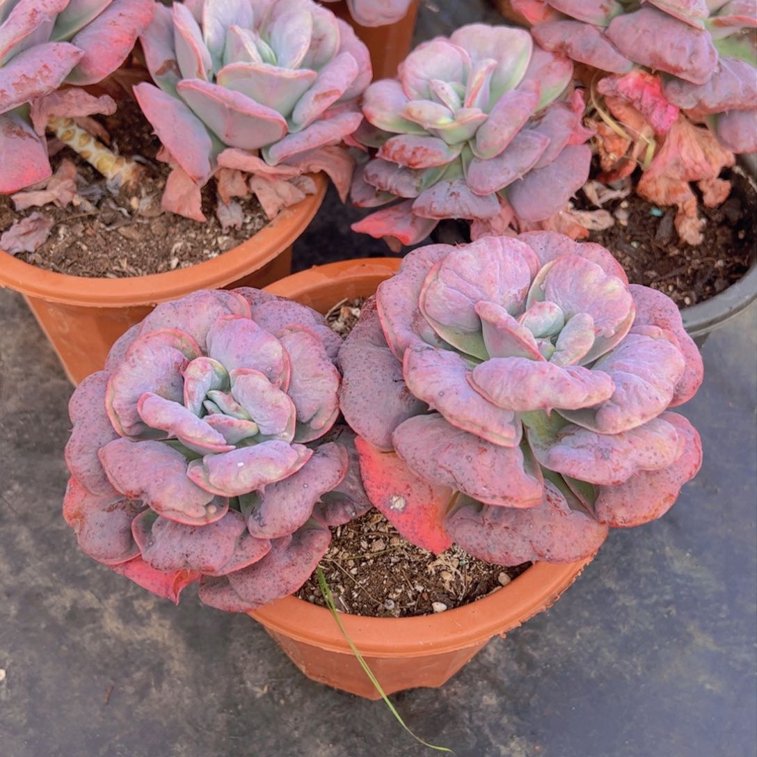 新之月双头多肉植物