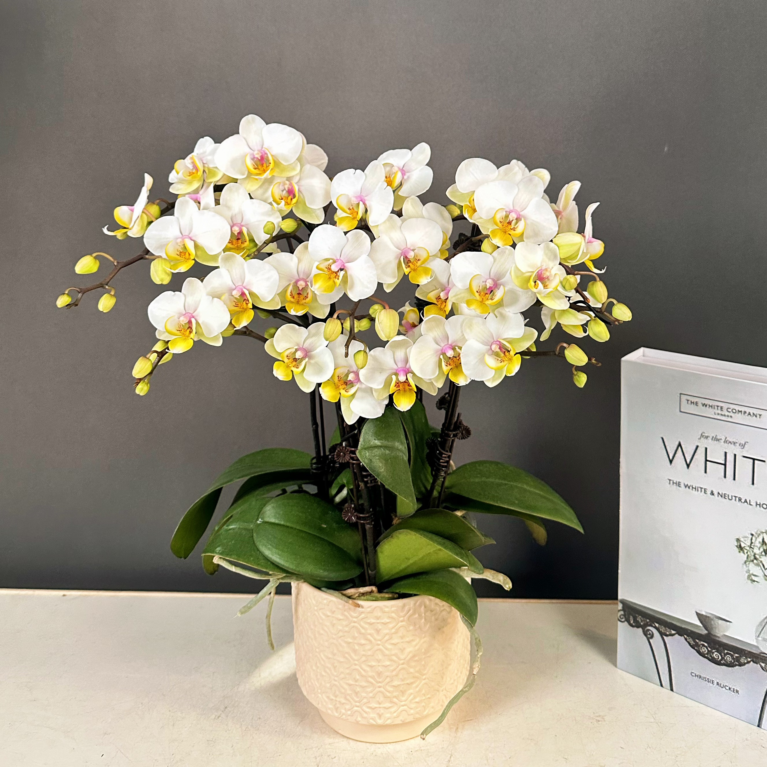 蝴蝶兰【大忙人】欧品 白色小花 蝴蝶兰鲜花室内送礼花卉
