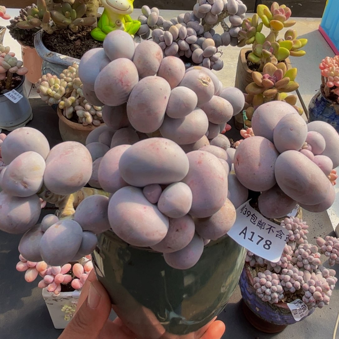 178/13cm芭比奶酪叶片有伤多肉