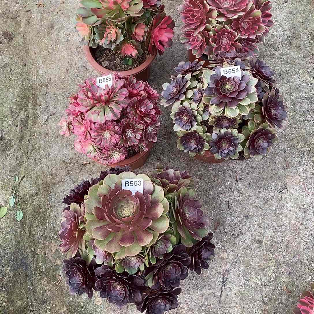 硬**球香妃556幻莎557红铜白555新品554黑553