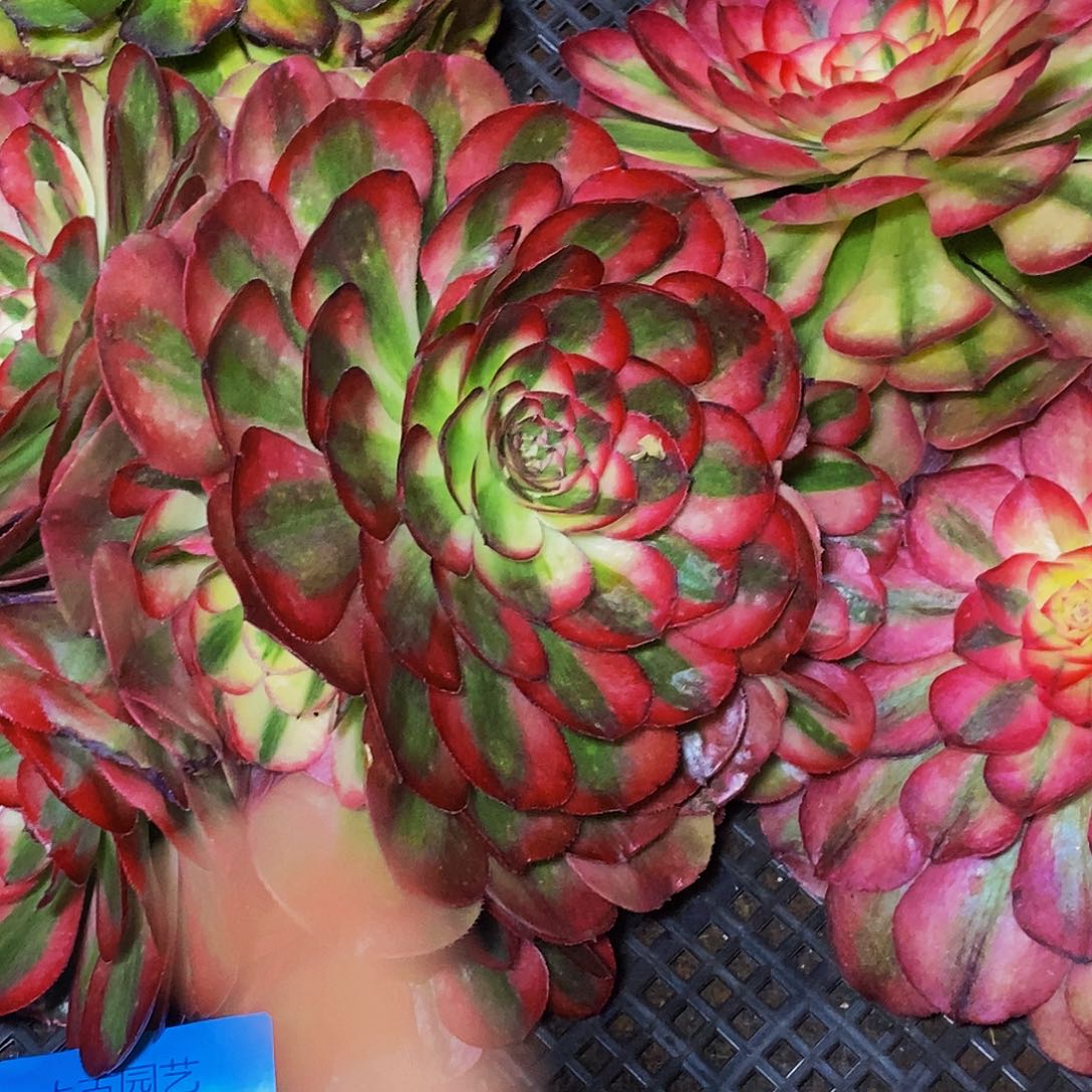 上古园艺多肉法师64