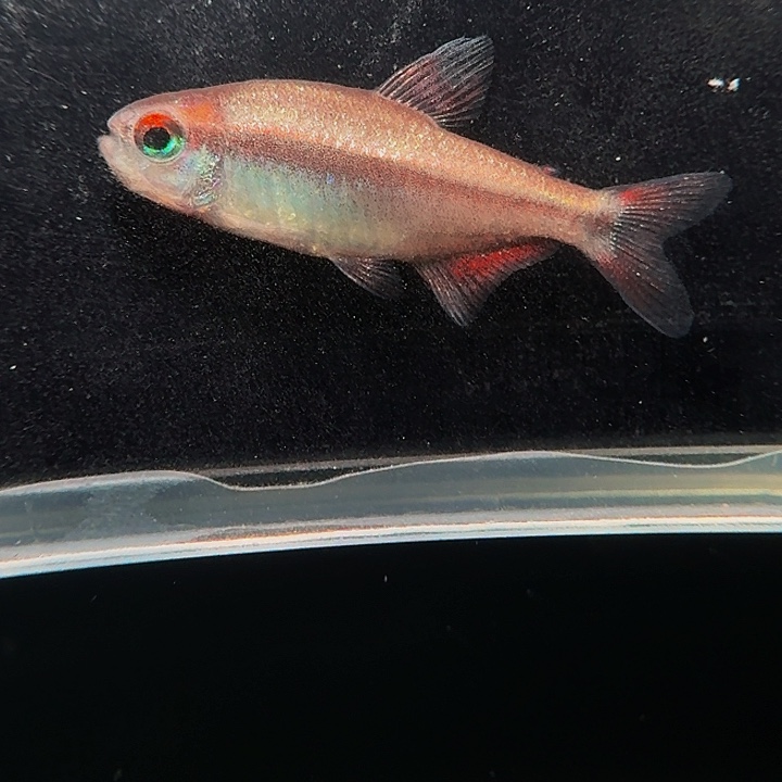 灯科鱼左下缸9号白金血魔2.5厘米有黑点一条