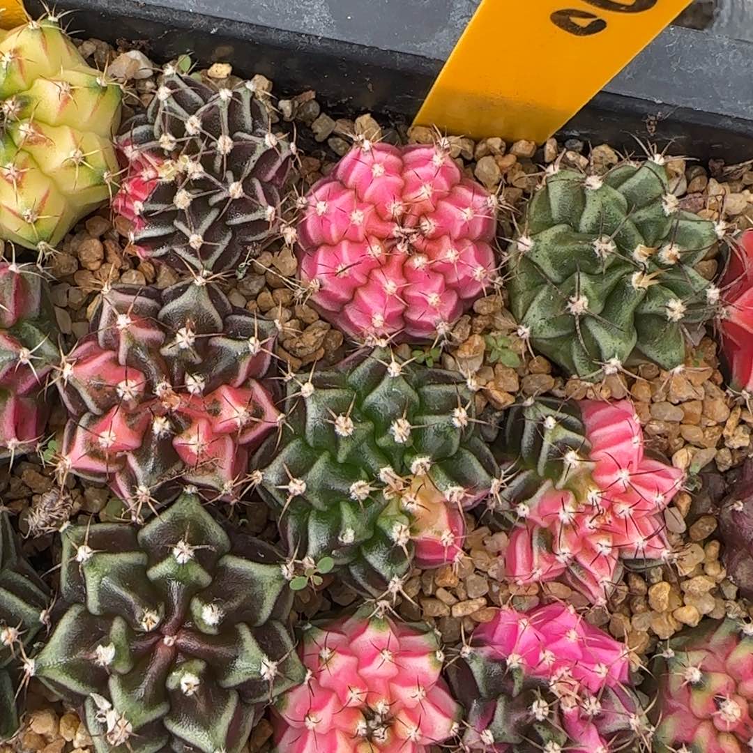 寶***虎270-1230泰国发货多肉