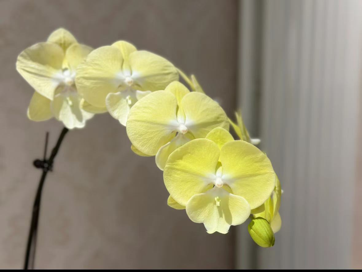 【星月】植株高品質蝴蝶蘭基地直发种 植施肥观赏花卉
