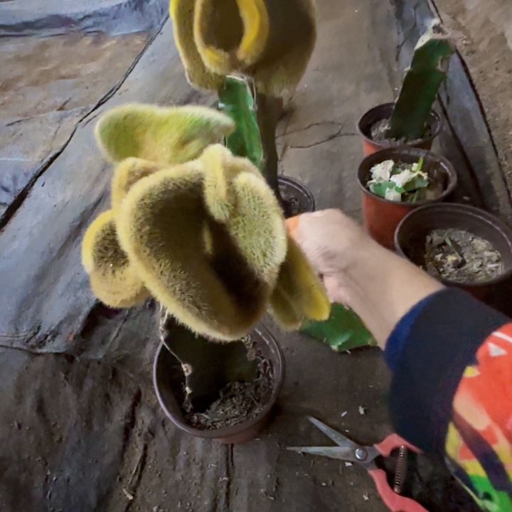 萌***奶无花朵金妞缀化阴阳锦