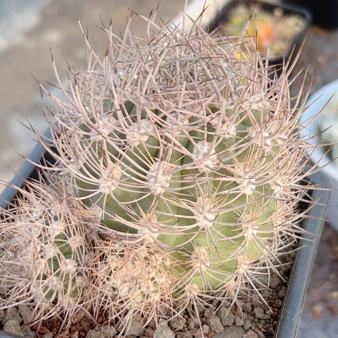 逆豹丸自根 仙人球