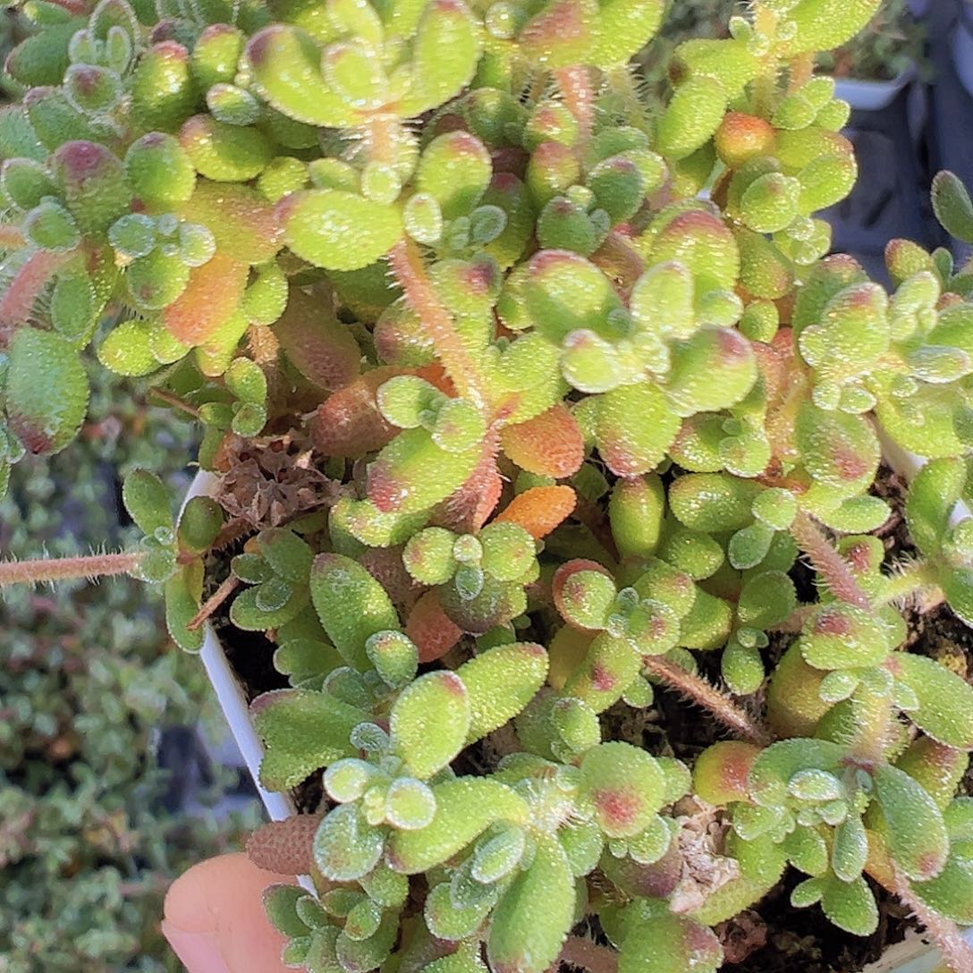 红宝石枝干19包邮