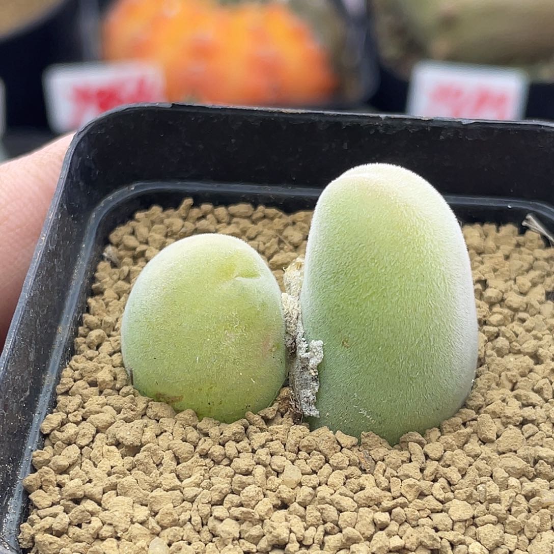 实生双头宝辉丸 致远多肉