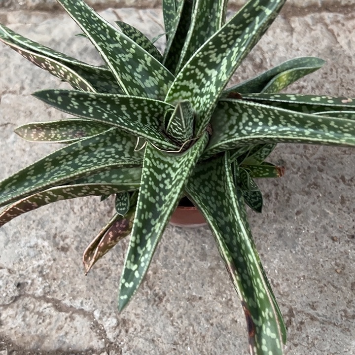 芦荟111114444454545455445