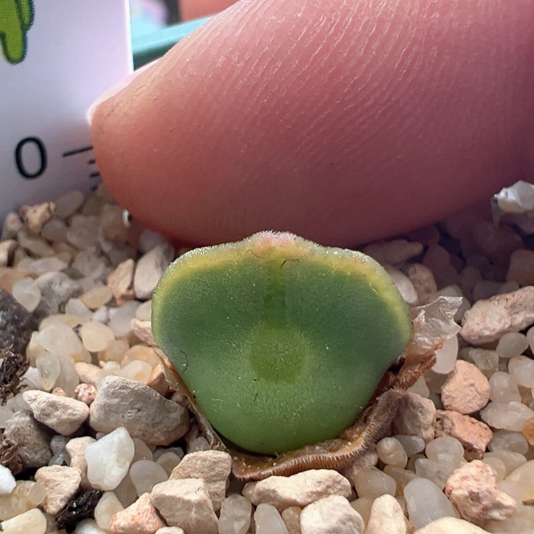 181。青蛙优选大眼空蝉。两年半