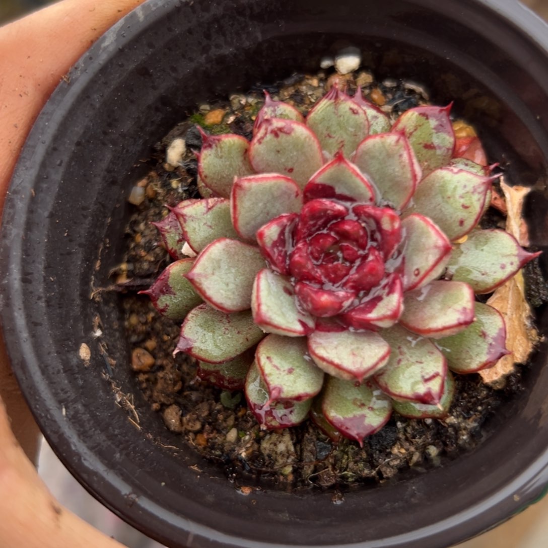 富而多模植物植物我