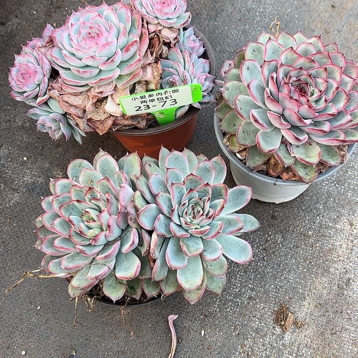 3棵多肉植物组合盆栽73