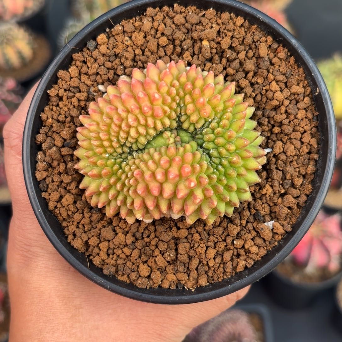 泰系米哈实生貘仙人球319