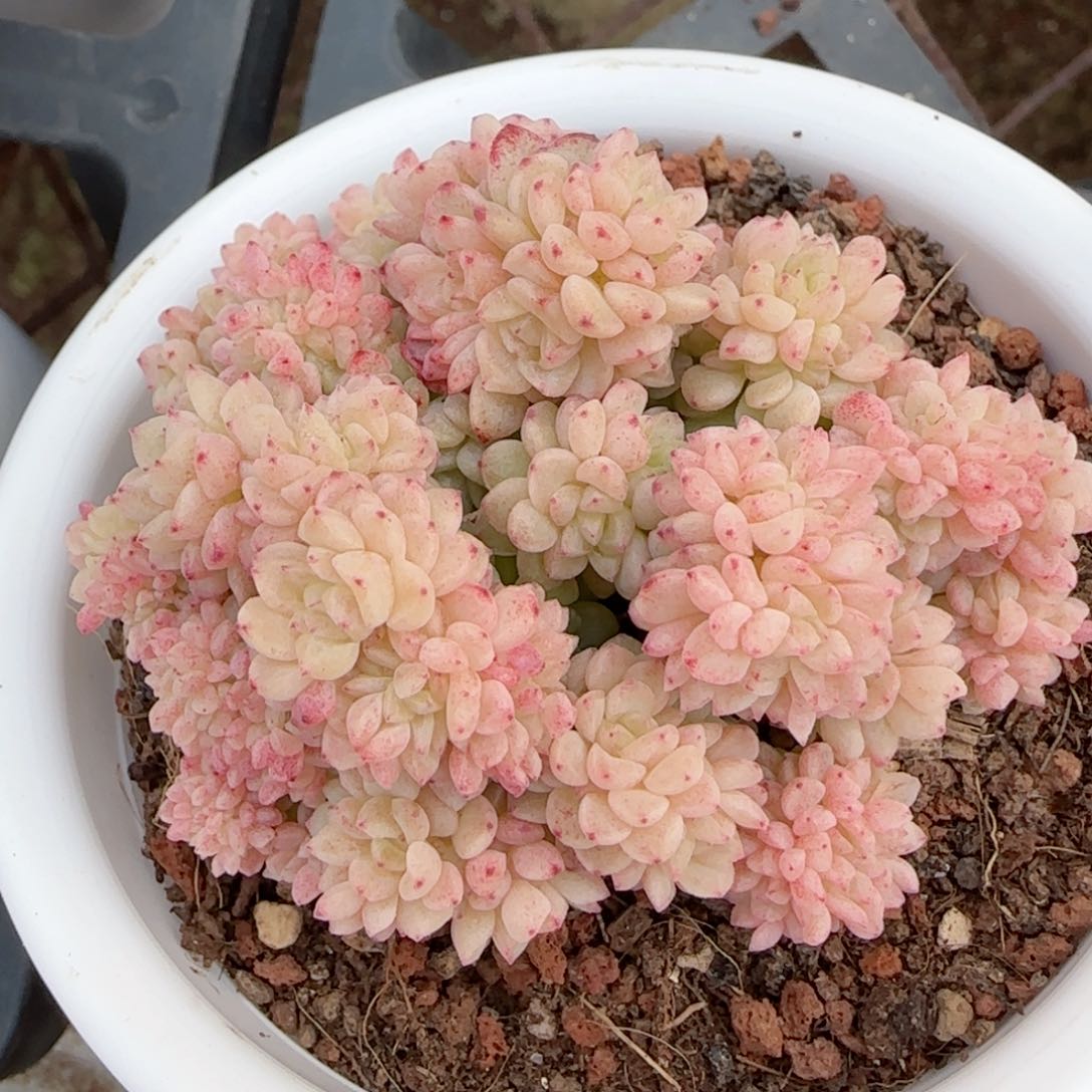 【闪购商品】0130-22麦杆缀化